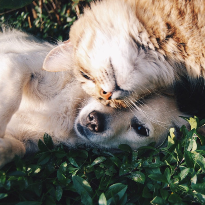 Heimtiere wie Hunde und Katzen in der Heimtierabteilung