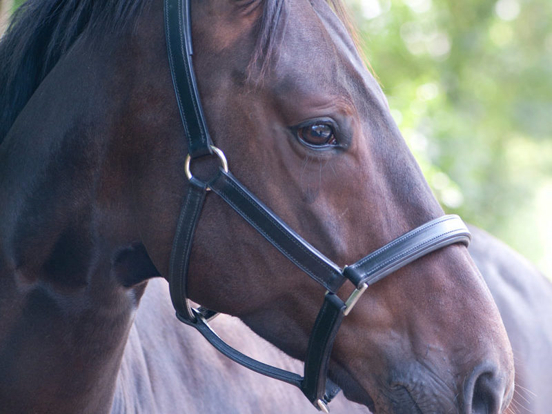 Halfter für das Pferd