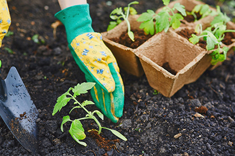 bodenproben Bodenproben entnehmen