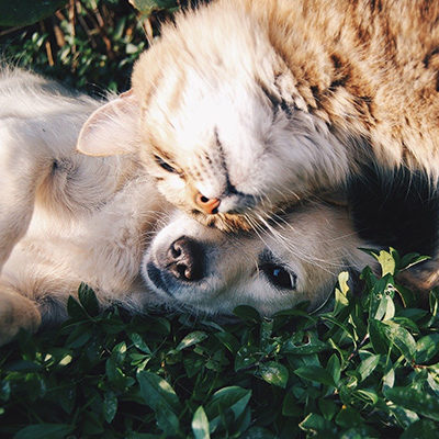 Schmusender Hund mit Katze