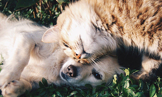 Katze und Hund als Paar Katze und Hund am Schmusen