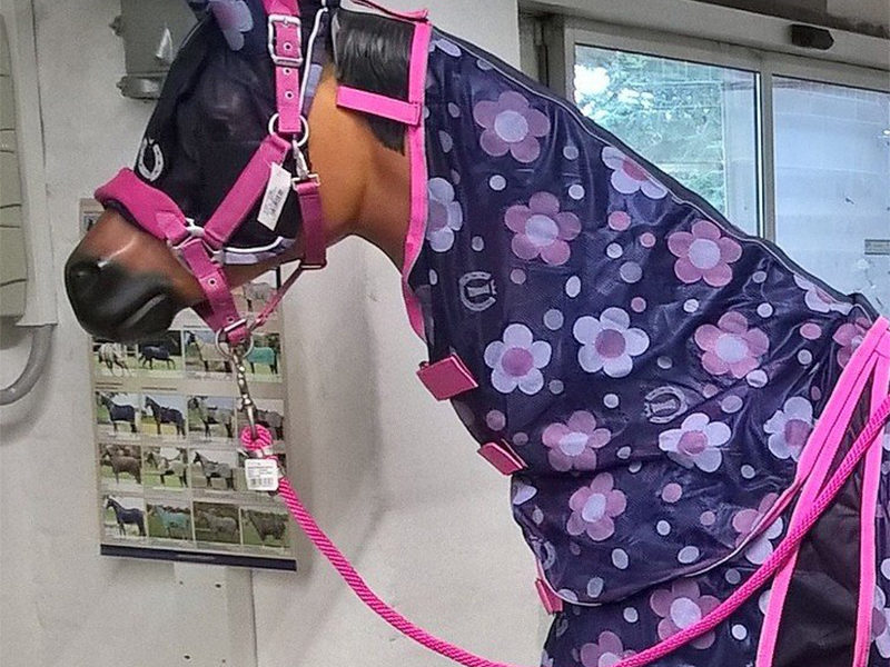 Fliegenschutzmaske für das Pferd