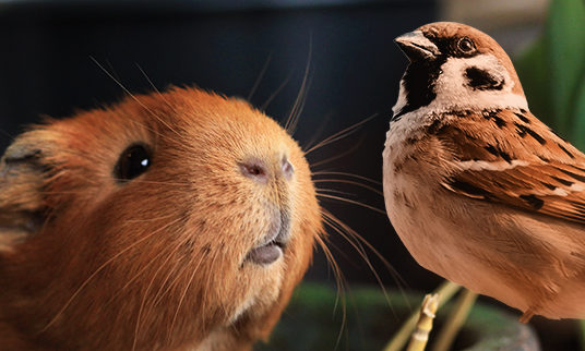 pegels-landmarkt-heimtiere-beitragsmotiv-600×322 Haustiere zu kaufen