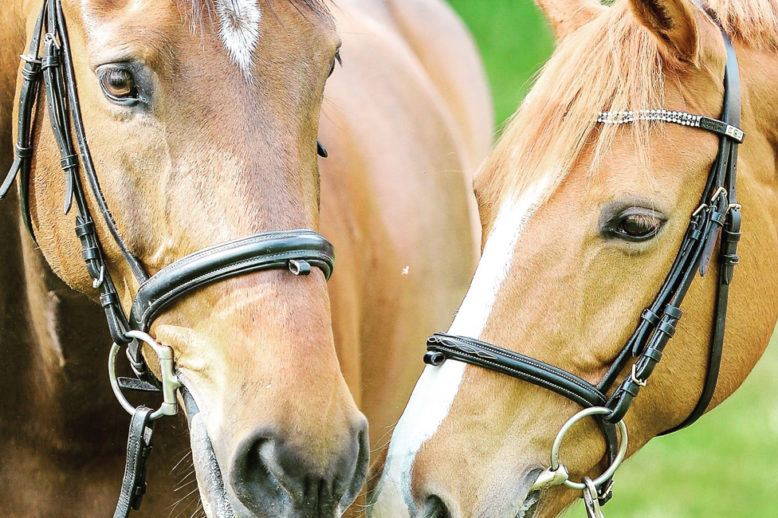 Pferdehalfter günstig kaufen