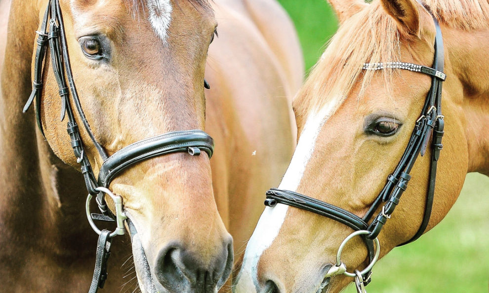 Pferdehalfter günstig kaufen