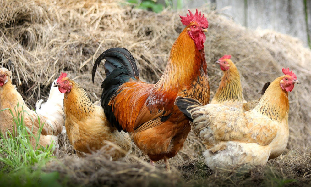 Der Hahn im Korb Hahn mit Hennen
