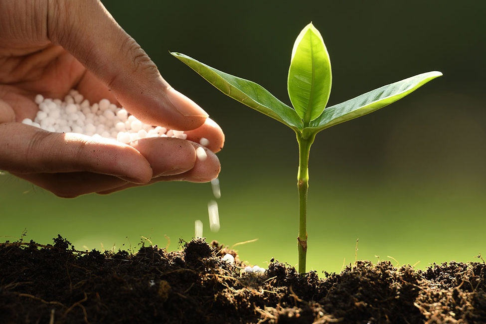 saatgut Saaatgut für Nutzpflanzen