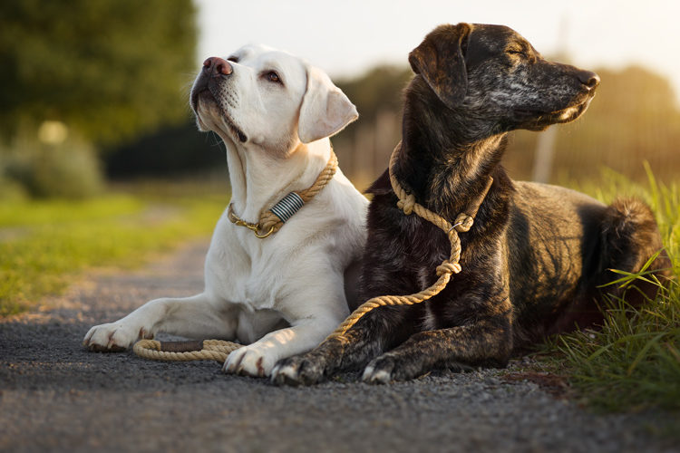 Halsbänder, Geschirre und Leinen bei Ihr Pegels LandMarkt