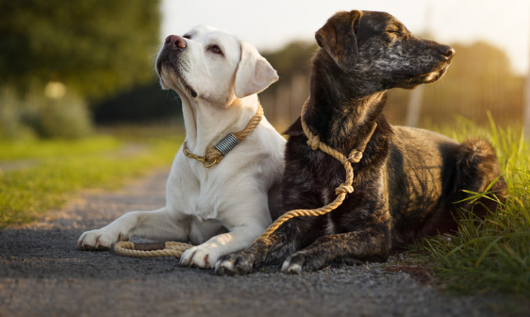 Halsbänder, Geschirre und Leinen bei Ihr Pegels LandMarkt