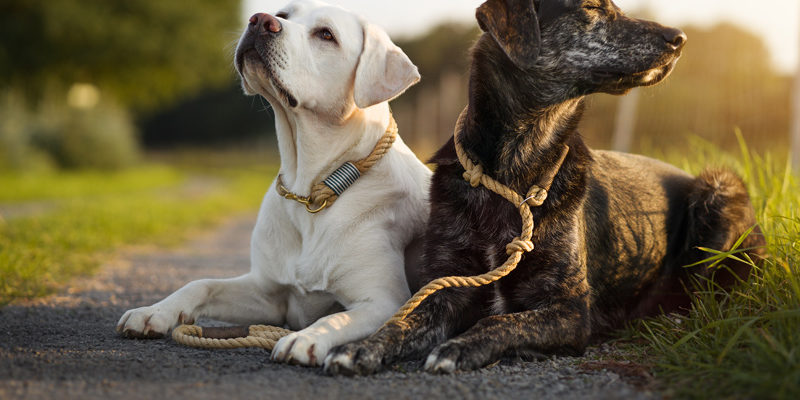 Halsbänder, Geschirre und Leinen bei Ihr Pegels LandMarkt