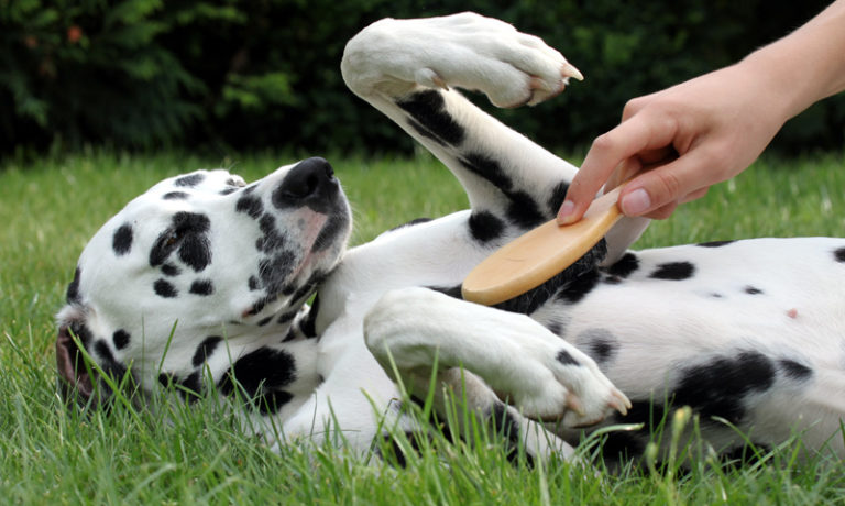 Pflegeprodukte für Hund und Katze