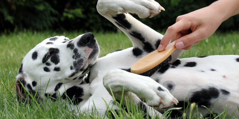 Pflegeprodukte für Hund und Katze
