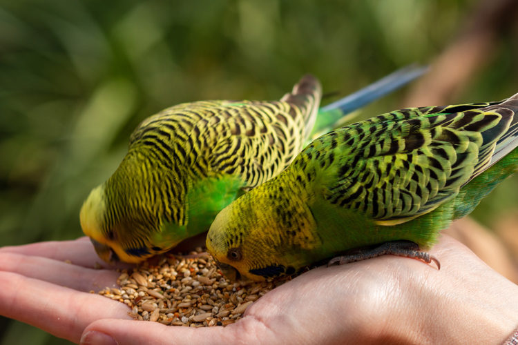 Futtermittel für Nager und Vögel