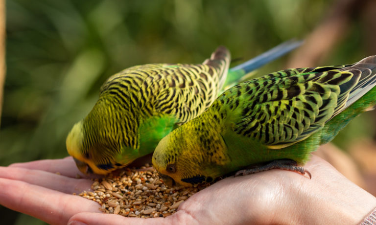 Futtermittel für Nager und Vögel