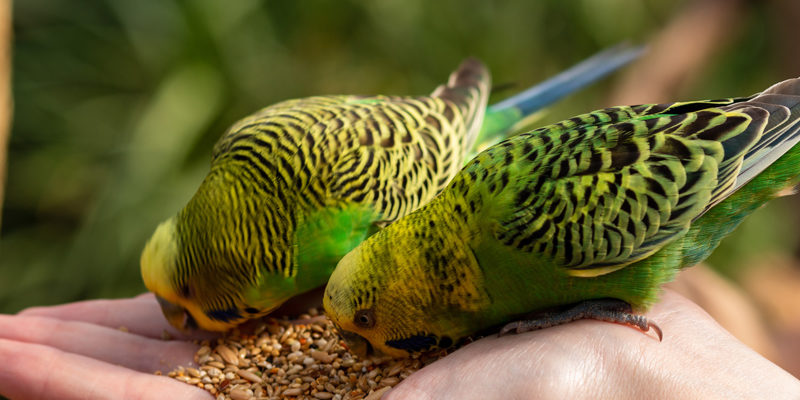 Futtermittel für Nager und Vögel