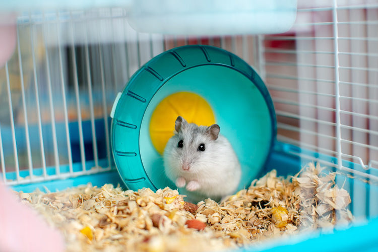 Zubehör für Nager und Vögel