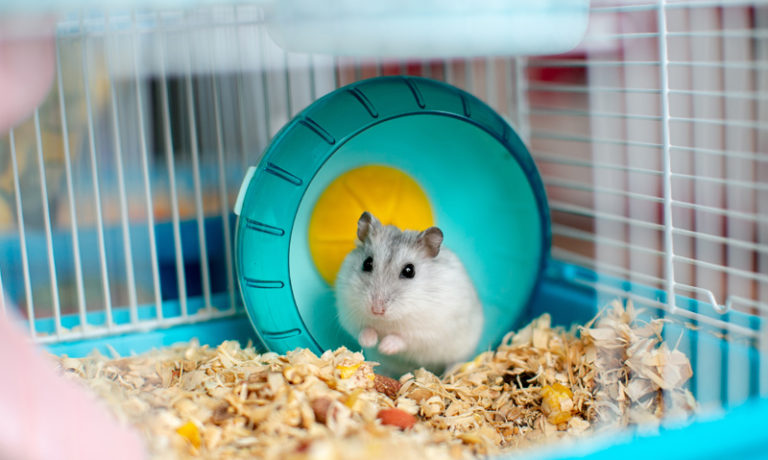 Zubehör für Nager und Vögel