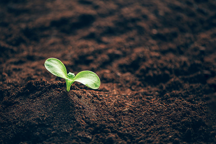Pegels Landmarkt Erden & Mulche Beitragsbild Erden und Mulche für den Garten