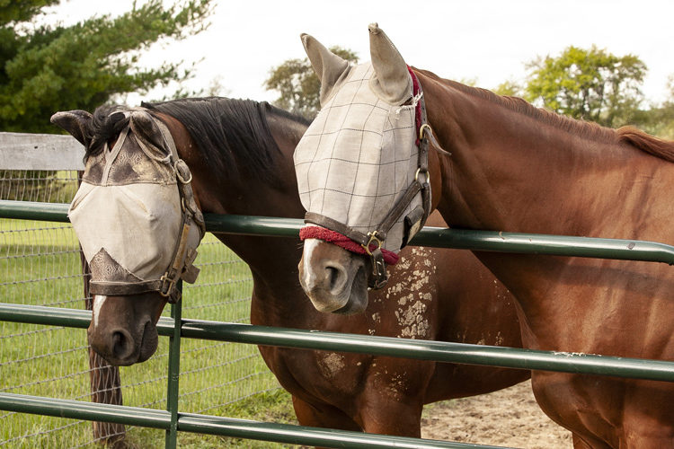 Panels und Tore bei Ihr Pegels LandMarkt