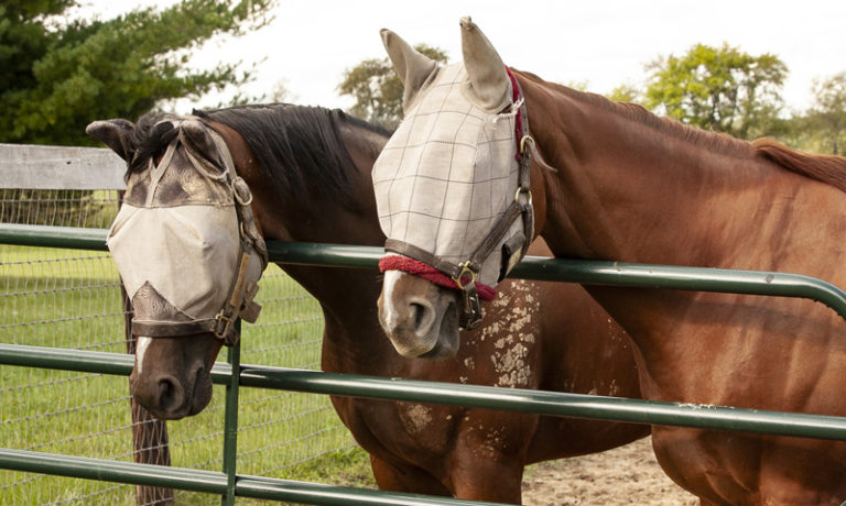 Panels und Tore bei Ihr Pegels LandMarkt