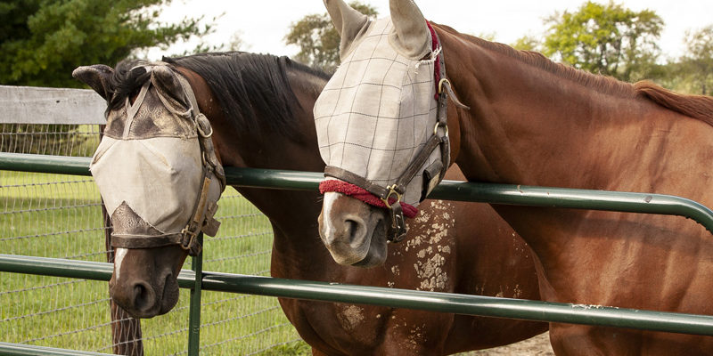 Panels und Tore bei Ihr Pegels LandMarkt