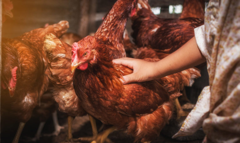 Pflegebrodukte für die Geflügelzucht