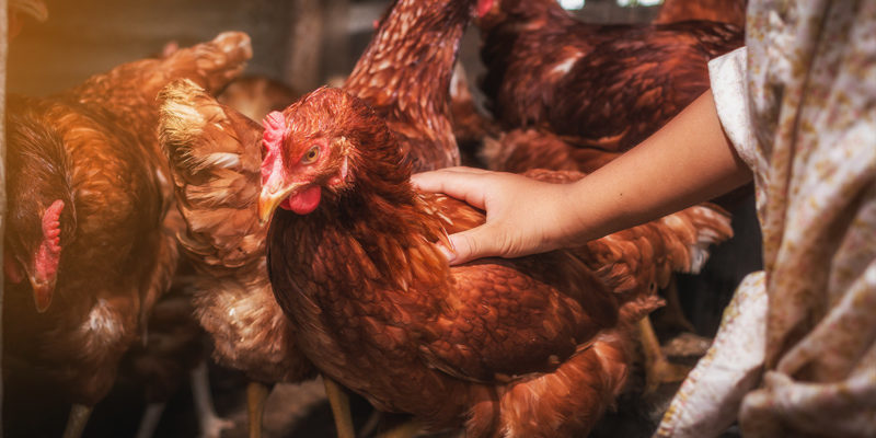 Pflegebrodukte für die Geflügelzucht