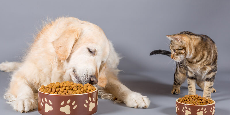 Futter- und Kauartikel für Hunde und Katzen