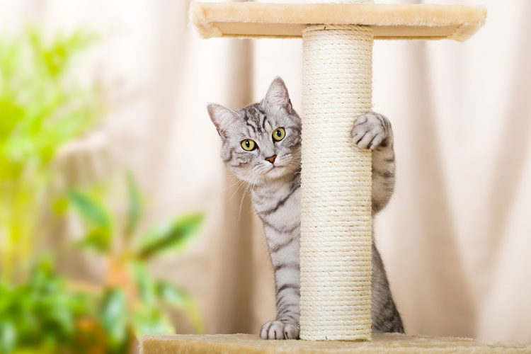 Kratzbäume für Katzen Transportboxen und Kratzbäume für Hunde und Katzen