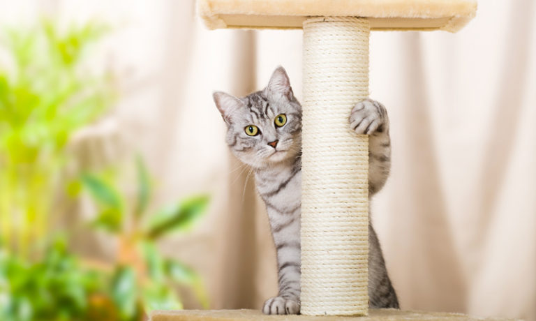 Transportboxen und Kratzbäume für Hunde und Katzen