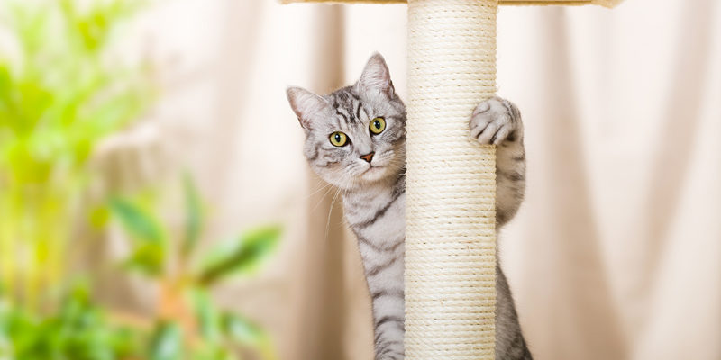 Transportboxen und Kratzbäume für Hunde und Katzen