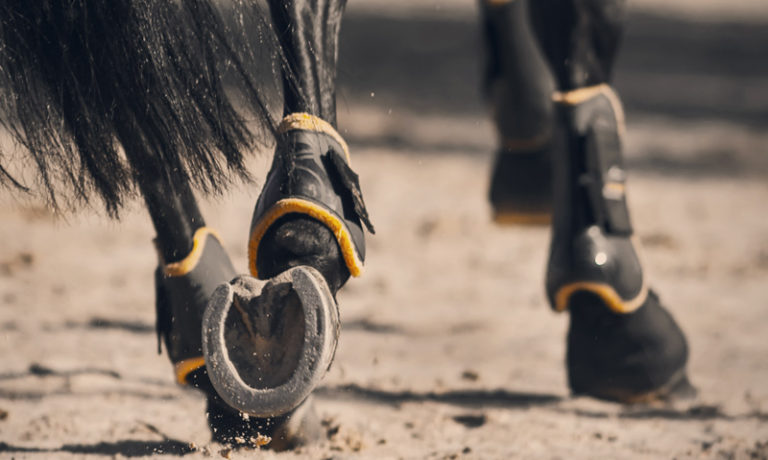 Von Kopf bis Fuß auf Reitsport eingestellt Bandagen und Gamschen für Pferde
