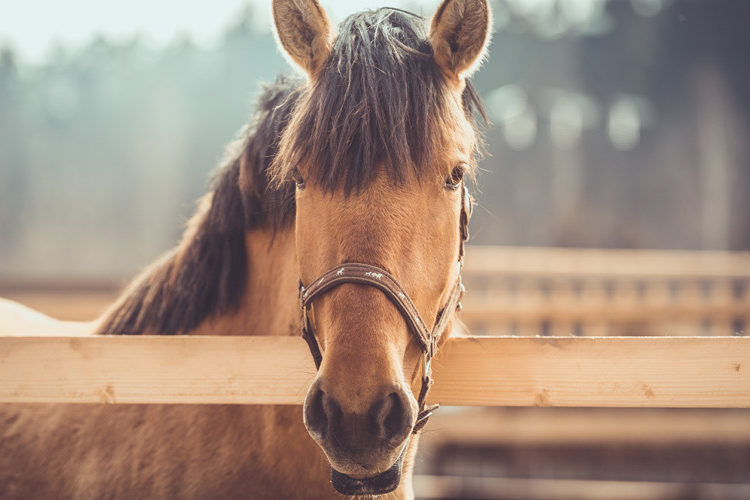 Halfter und Stricke für Pferde
