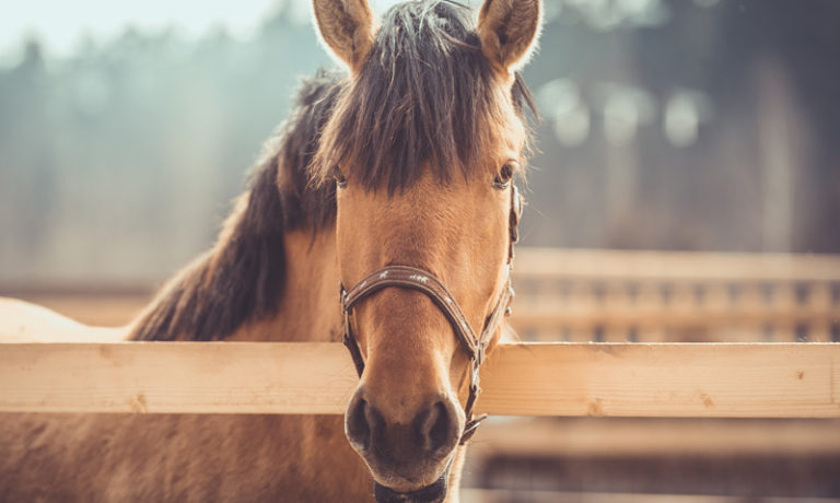 Ihr Pegels Landmarkt mit grossem Angebot für Pferdezubehör Halfter und Stricke für Pferde