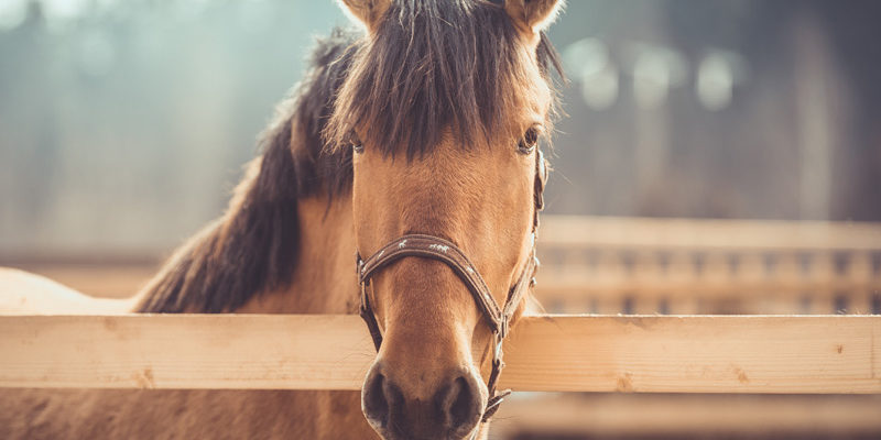 Halfter und Stricke für Pferde