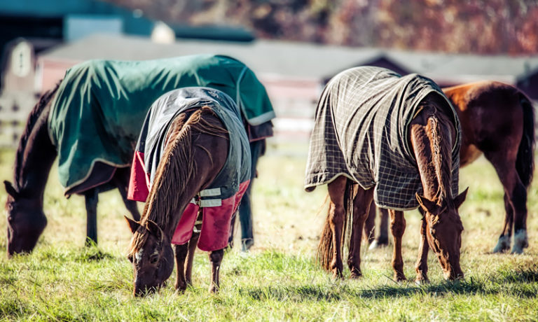 Decken für Pferde Pferdedecken in grosser Auswahl bei Ihr Pegels LandMarkt