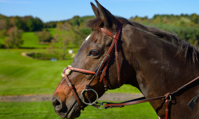Zügel bei Ihr Pegels LandMarkt Tensen bei Ihr Pegels LandMarkt