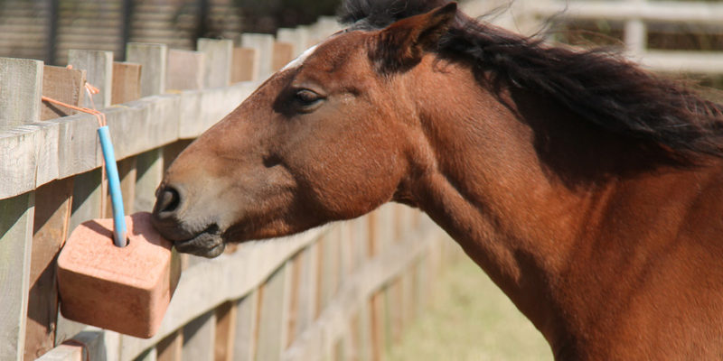 Mineralfutter bei Ihr Pegels Landmarkt