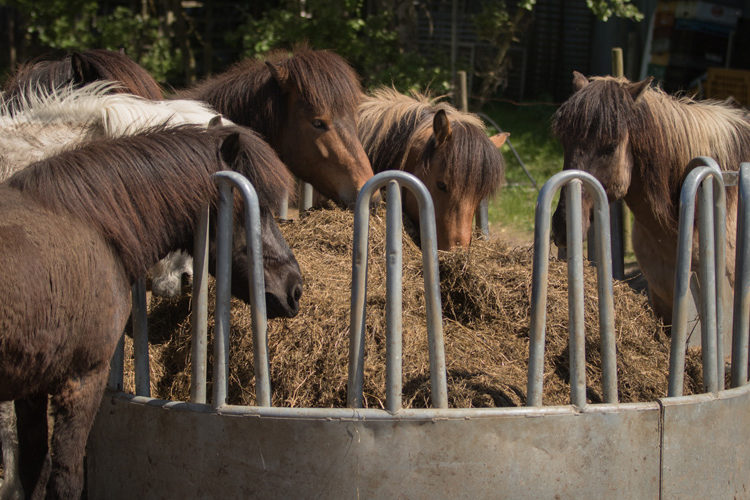 Raufen und Tröge bei Ihr Pegels Landmarkt