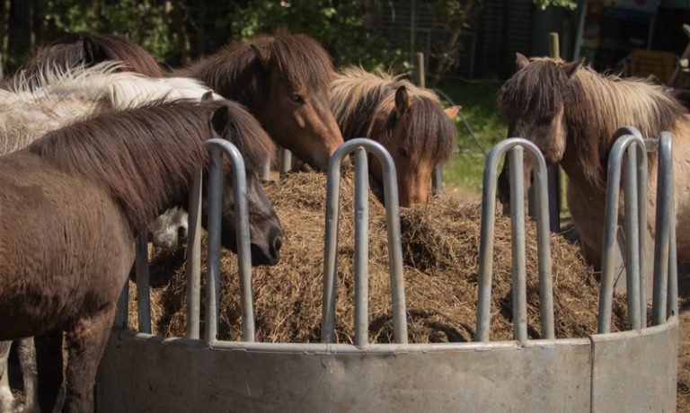 Raufen und Tröge bei Ihr Pegels Landmarkt