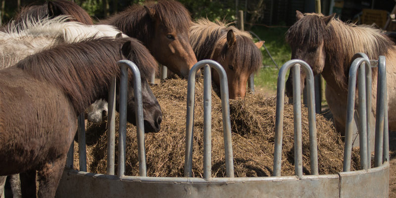 Raufen und Tröge bei Ihr Pegels Landmarkt